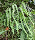 Red Finger Fern (Lygodium circinnatum) photo